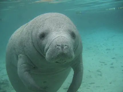  عکس گاو دریایی کیوت با کیفیت Hd