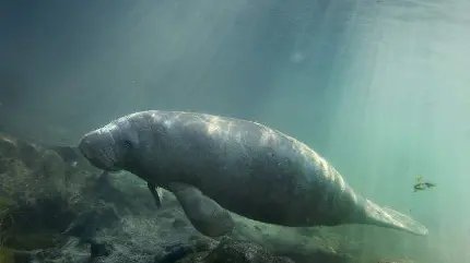  عکس گاو دریایی کیوت با کیفیت Hd