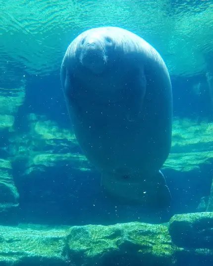  عکس گاو دریایی کیوت با کیفیت Hd