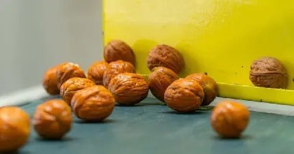  عکس گردو و مغز گردو با کیفیت بالا