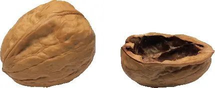  عکس گردو و مغز گردو با کیفیت بالا