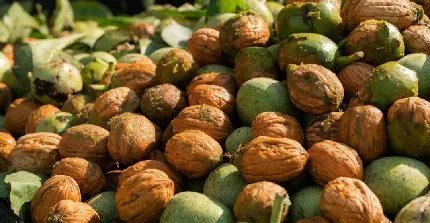  عکس گردو و مغز گردو با کیفیت بالا