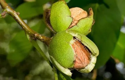  عکس گردو و مغز گردو با کیفیت بالا