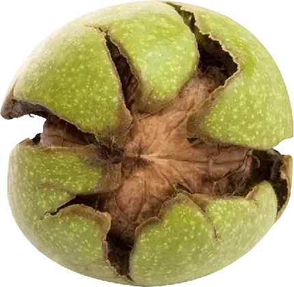  عکس گردو کارتونی