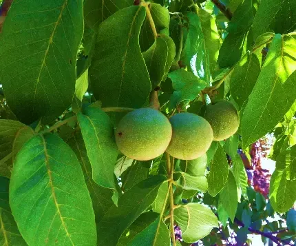  عکس گردو کارتونی