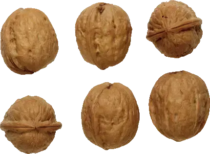  عکس گردو کارتونی