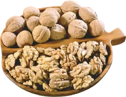  عکس گردو کارتونی