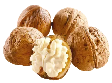  عکس گردو کارتونی