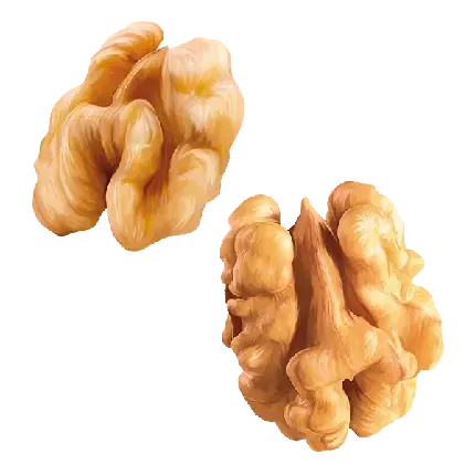  عکس گردو کارتونی