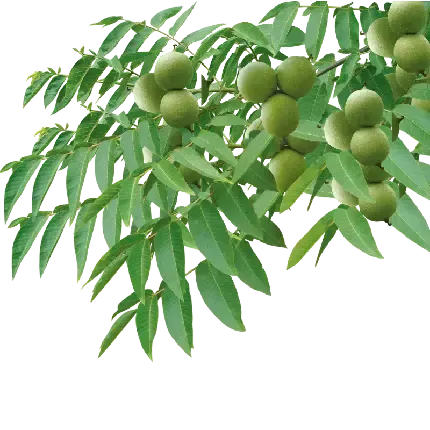  عکس گردو کارتونی