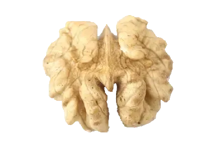  عکس گردو کارتونی