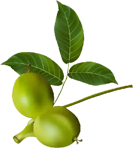  عکس گردو کارتونی