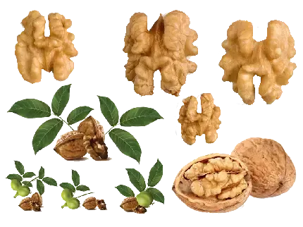  عکس گردو کارتونی