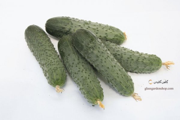  عکس خیار درختی با کیفیت بالا