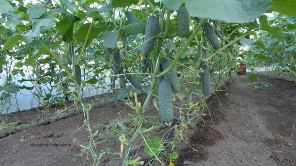  عکس خیار درختی با کیفیت بالا