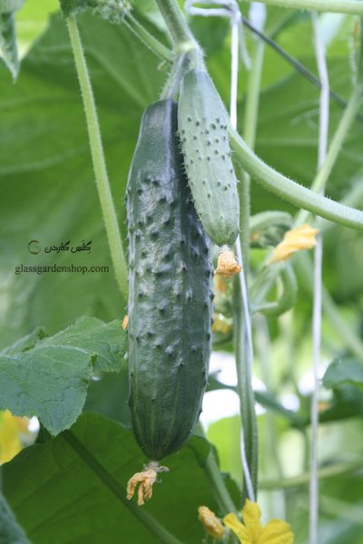  عکس خیار درختی با کیفیت بالا