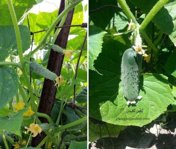  عکس خیار درختی با کیفیت بالا