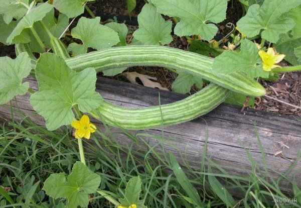  عکس خیار برای پروفایل