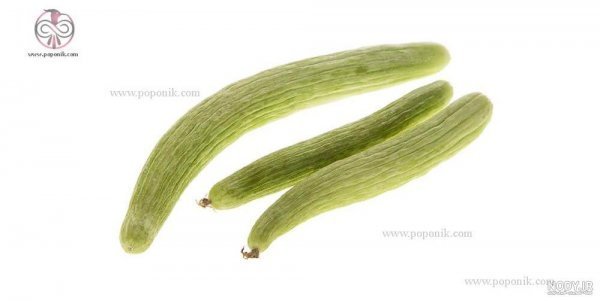  عکس خیار برای پروفایل