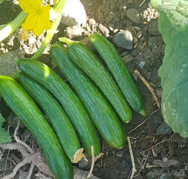  عکس خیار برای پروفایل