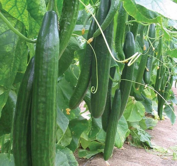  عکس خیار برای پروفایل