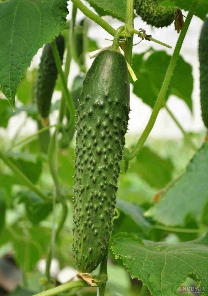  عکس خیار برای پروفایل