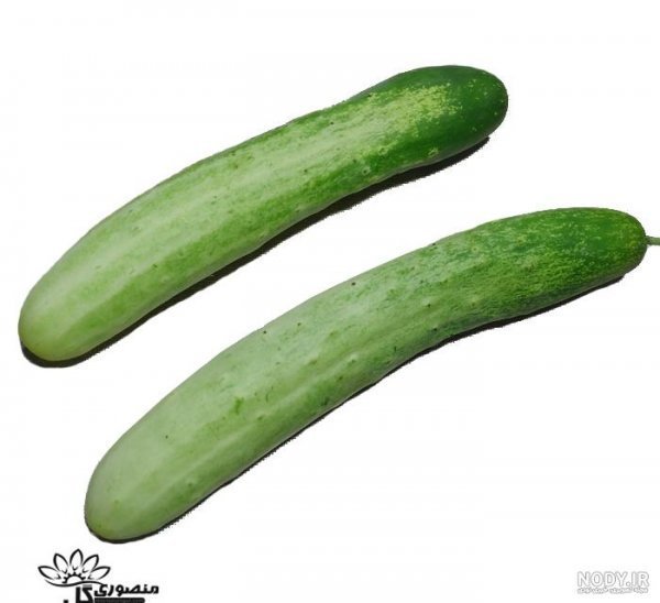  عکس خیار برای پروفایل