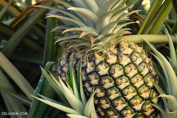  عکس آناناس برای پروفایل