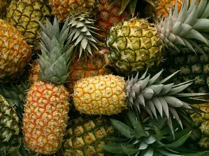  عکس آناناس کیوت