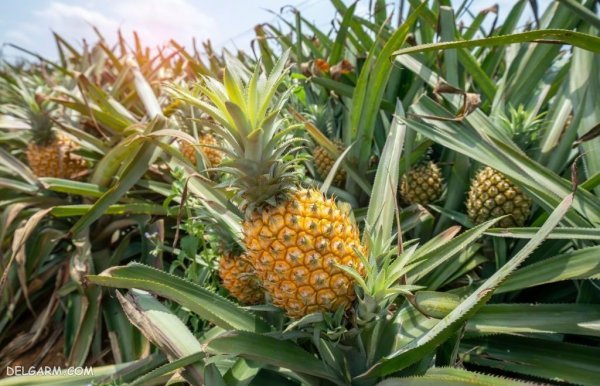 عکس آناناس کارتونی