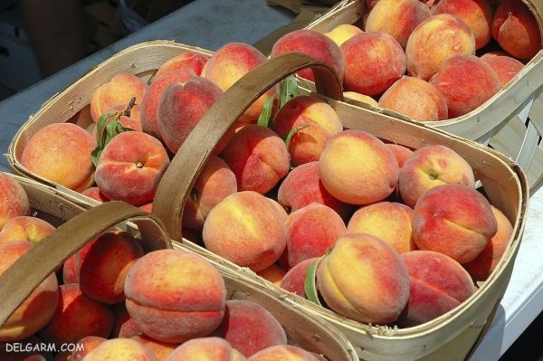  عکس هلو برای پروفایل