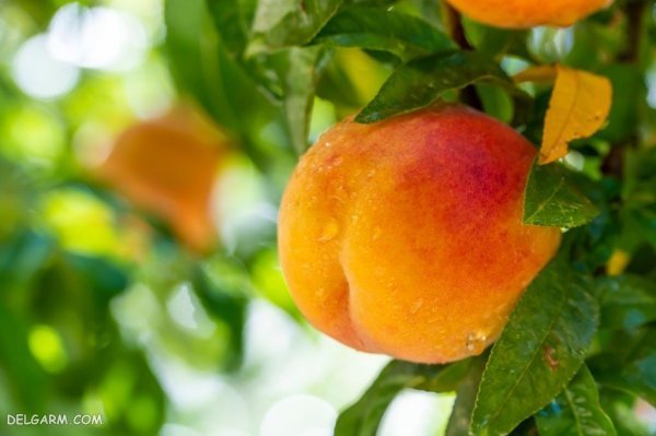  عکس هلو برای پروفایل