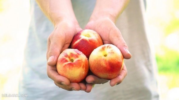  عکس هلو انجیری