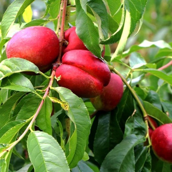 عکس هلو و شلیل