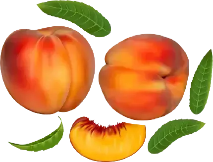  عکس هلو نقاشی