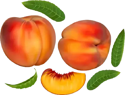 عکس هلو کیوت