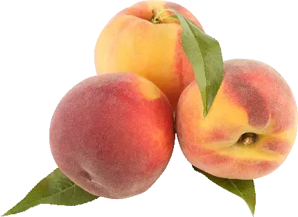  عکس هلو کیوت