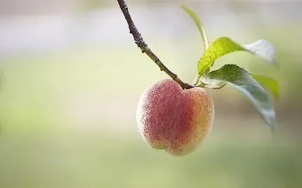  عکس هلو زعفرانی