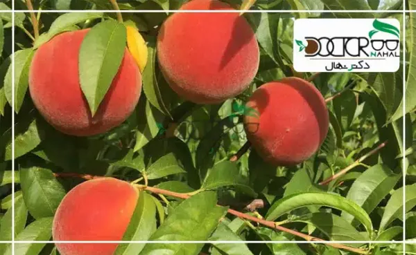 عکس درخت هلو