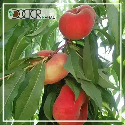  عکس درخت هلو