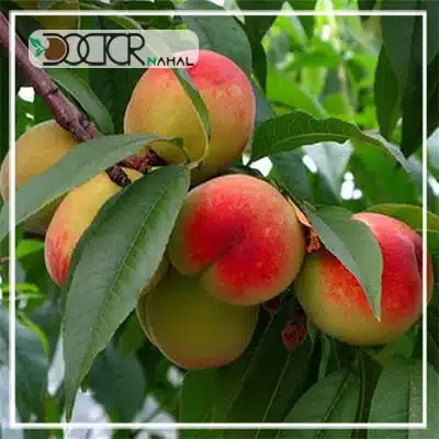  عکس درخت هلو