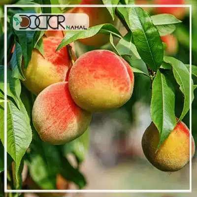  عکس درخت هلو