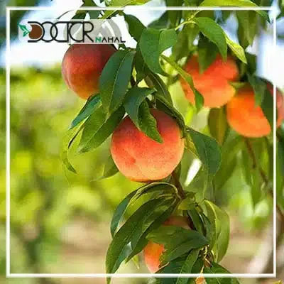  عکس درخت هلو