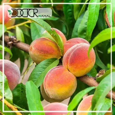  عکس درخت هلو