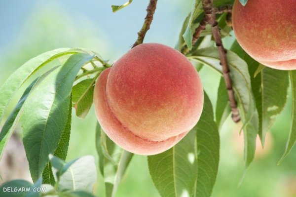  عکس هلو برای استوری اینستاگرام