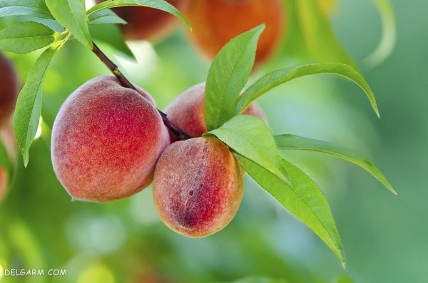  عکس هلو برای والپیپر گوشی