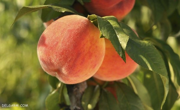  عکس هلو برای والپیپر گوشی