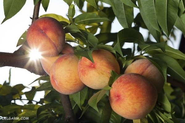  عکس هلو برای والپیپر گوشی