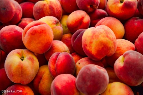  دانلود عکس های هلو