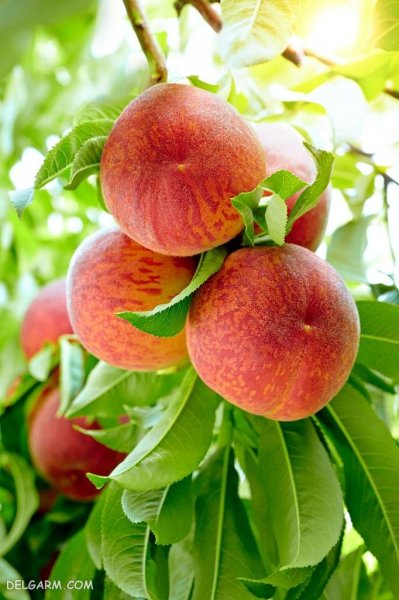  دانلود عکس های هلو